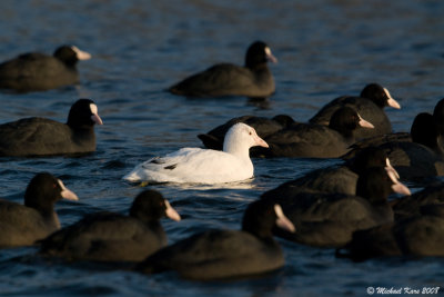 Common Coot - Meerkoet