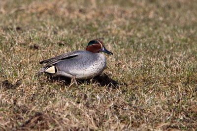 Common Teal - Wintertaling