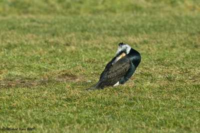 Aalscholver - Great Cormorant