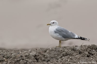 Common Gull - Stormmeeuw