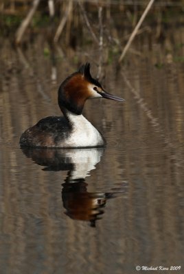 Great Crested Grebe - Fuut