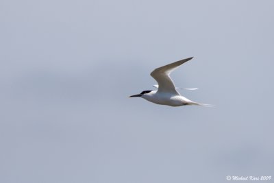 grote stern - sandwich tern