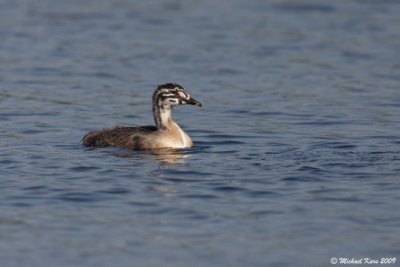 Great Crested Grebe - Fuut