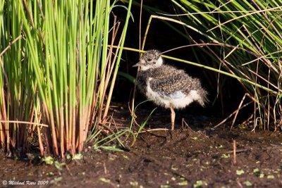 Northern Lapwing - Kievit - Vanellus vanellus