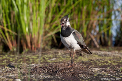 Northern Lapwing - Kievit