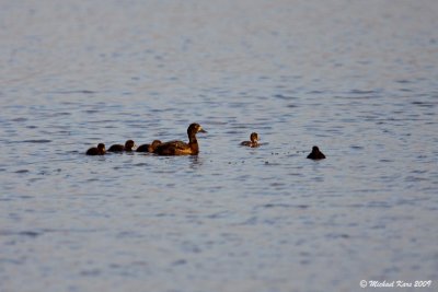 Tufted Duck - Kuifeend