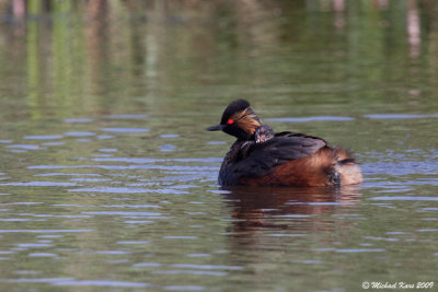 Black-necked Grebe - Geoorde Fuut