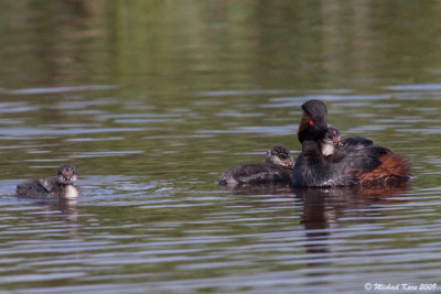 Black-necked Grebe - Geoorde Fuut