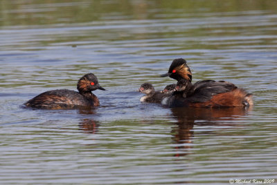 Black-necked Grebe - Geoorde Fuut