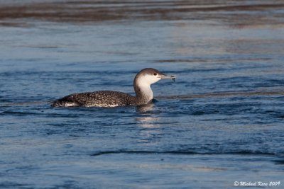 Red-throated Diver - Roodkeelduiker