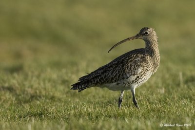 Eurasian Curlew - Wulp - Numenius arquata