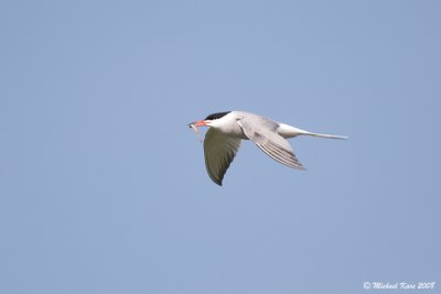 Common Tern - Visdief - Sterna hirundo