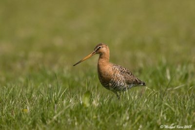 Black-tailed Godwit - Grutto