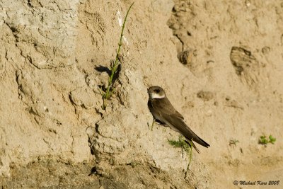 Sand Martin - Oeverzwaluw - Riparia riparia