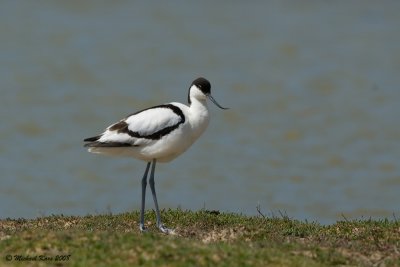 Avocet - Kluut - Recurvirotra avosetta