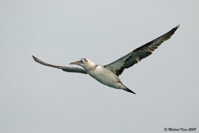 jan van gent - northern gannet