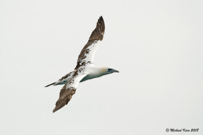 Northern Gannet - Jan van Gent
