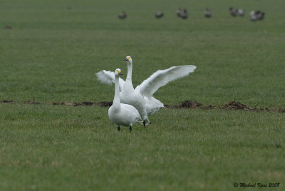 Bewick's Swan - Kleine Zwaan