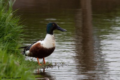 Nothern Shoveler - Slobeend