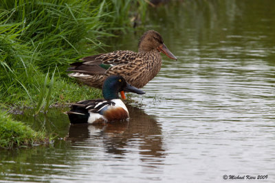 Nothern Shoveler - Slobeend