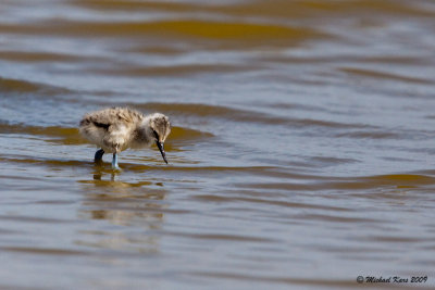 Avocet - Kluut