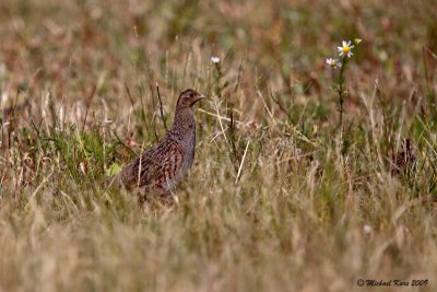 Grey Patridge - Patrijs
