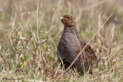Grey Patridge - Patrijs