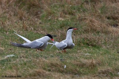 Common Tern - Visdief