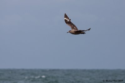 Great Skua - Grote Jager