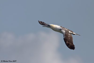 Northern Gannet - Jan van Gent
