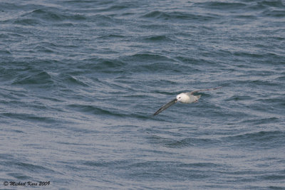 Fulmar - Noordse Stormvogel - Fulmaris glacialis
