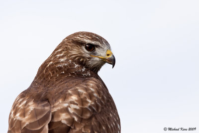 buizerd - buzzard