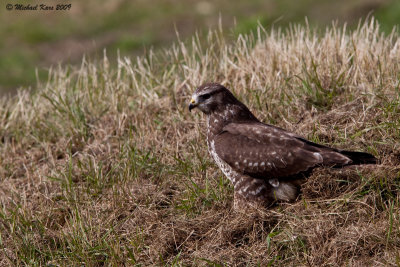 Buzzard - Buizerd