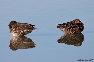 Common Teal - Wintertaling