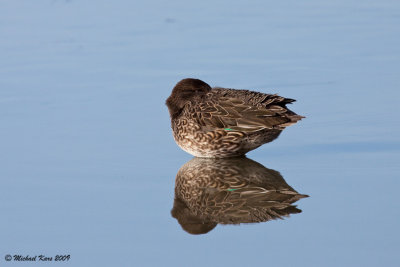 Common Teal - Wintertaling