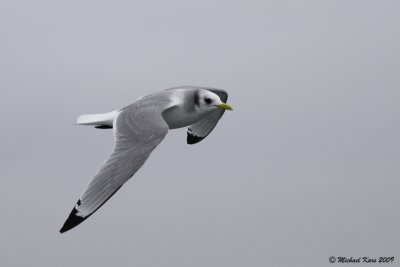 drieteenmeeuw - kittiwake