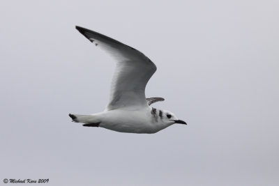 Kittiwake - Drieteenmeeuw