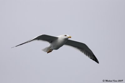 Yellow-legged Gull - Geelpootmeeuw