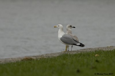 geelpootmeeuw - yellow-legged gull