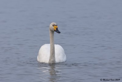 Bewick's Swan - Kleine Zwaan