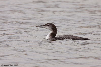 IJsduiker - Northern Diver