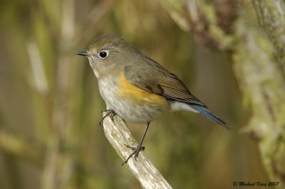blauwstaart - red-flanked bluetail