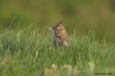 Crested Lark - Kuifleeuwerik - Galerida cristata