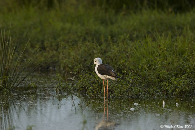 Black-winged Stilt - Steltkluut