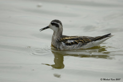 grauw franjepoot - red-necked phalarope