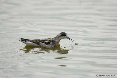 Red-necked Phalarope - Grauwe Franjepoot