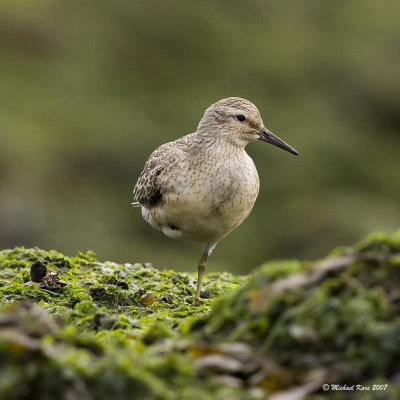 Red Knot - Kanoet - Calidris canutus