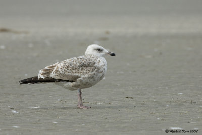 Herring Gull - Zilvermeeuw - Larus argentatus