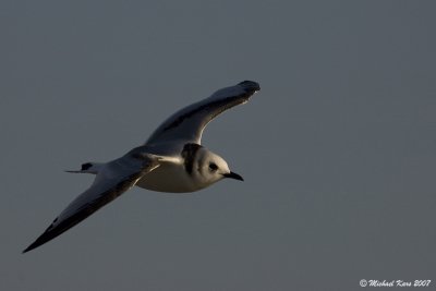 Kittiwake - Drieteenmeeuw