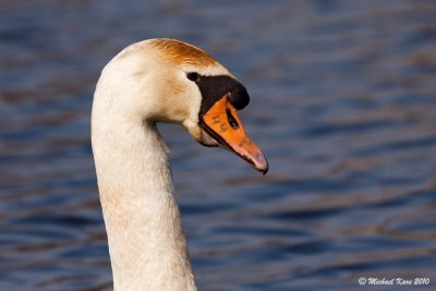 Mute Swan - Knobbelzwaan - Gygnus Olor